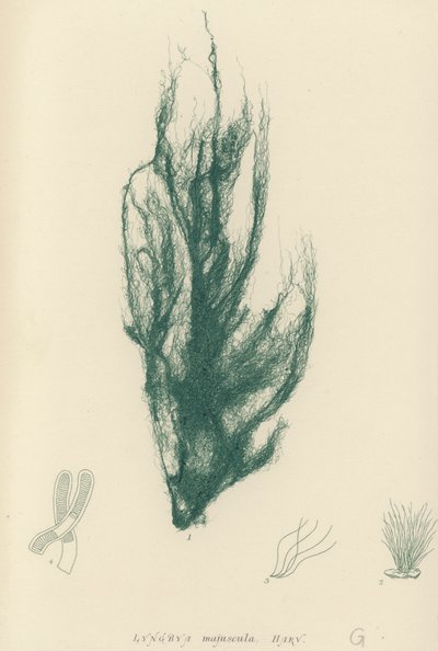 British Sea-Weed by English School